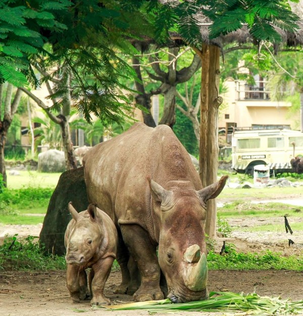 In Bali - Vip Rhino Package